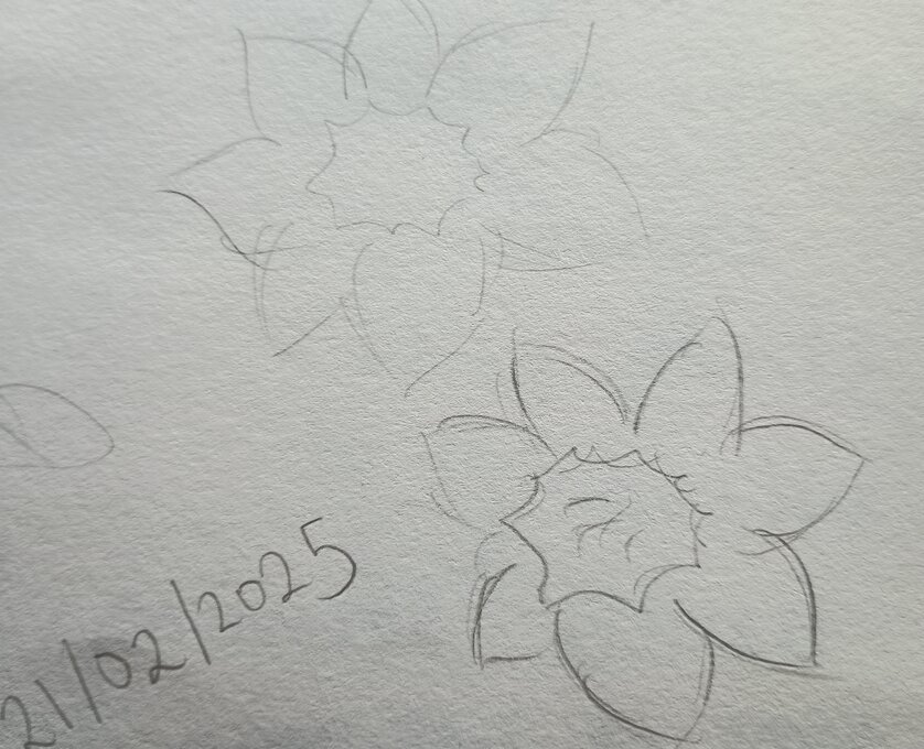 Sketch of daffodils