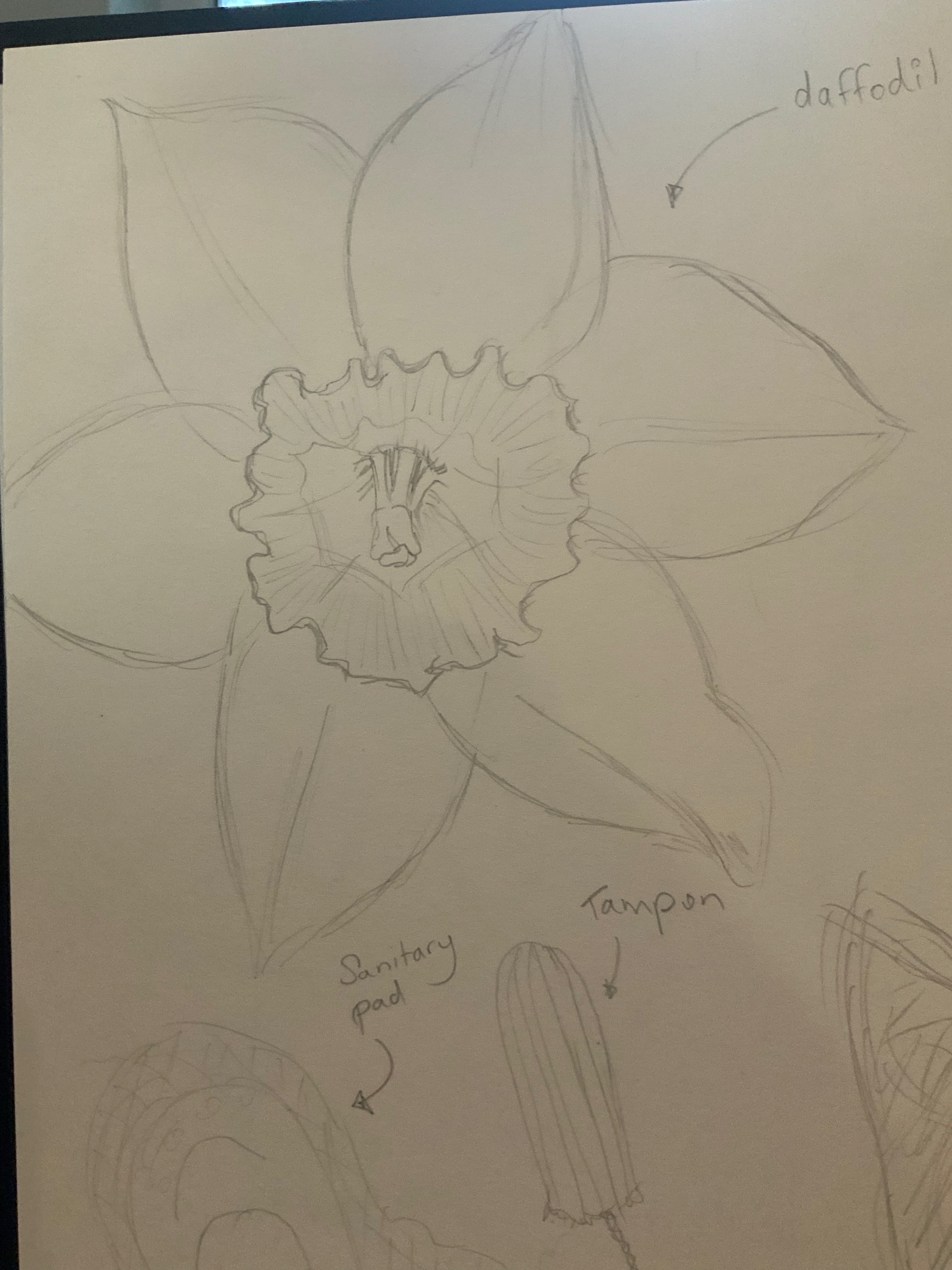 Pencil drawing of daffodil