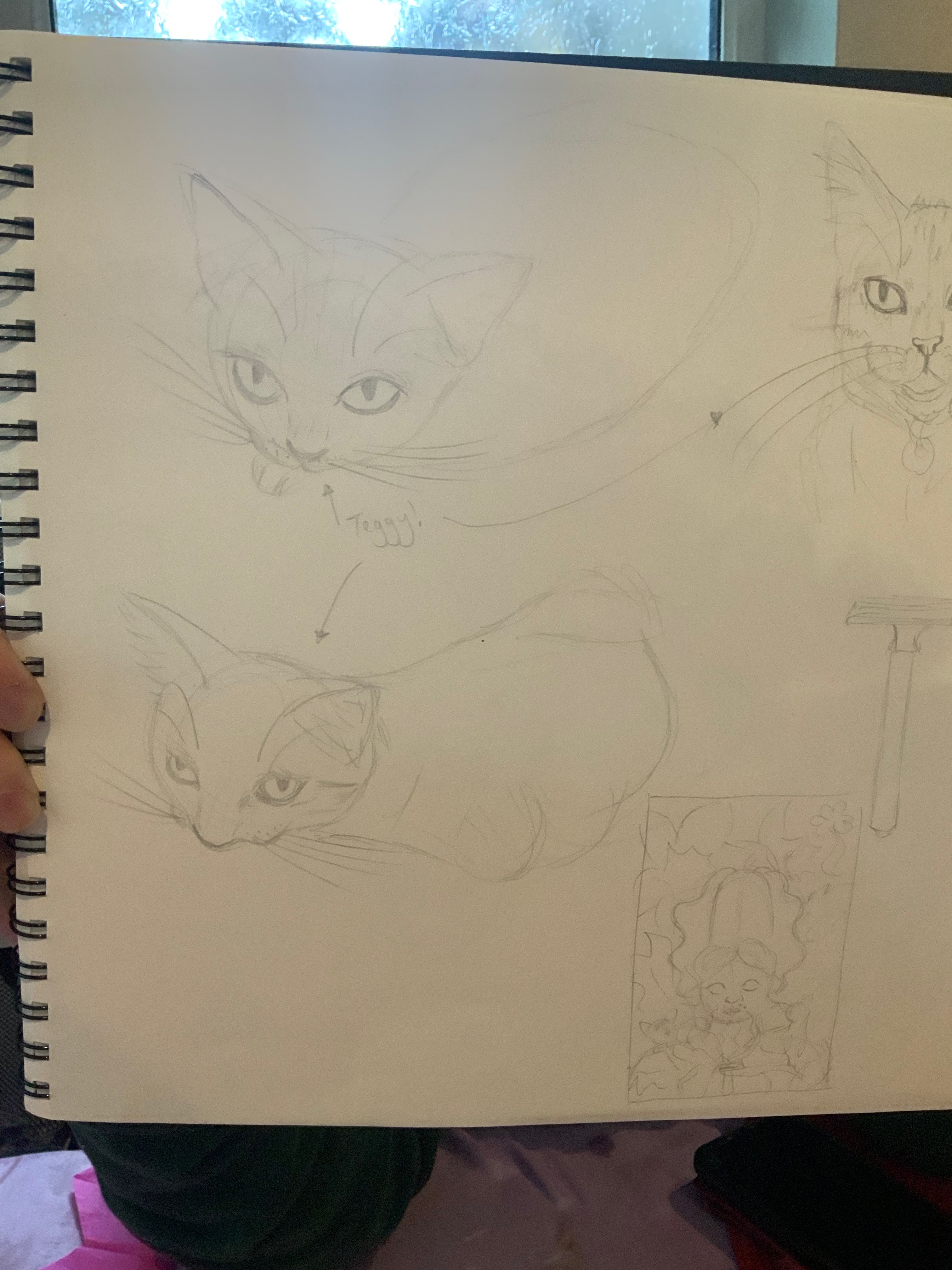 Pencil drawing of cat