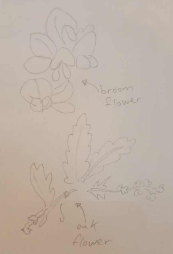 A pencil drawing of broom and oak flowers