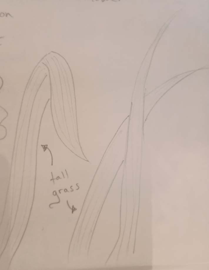 A pencil sketch of long grass (looks a bit like the leaves from a daffodil - it always comes back to daffodils!)