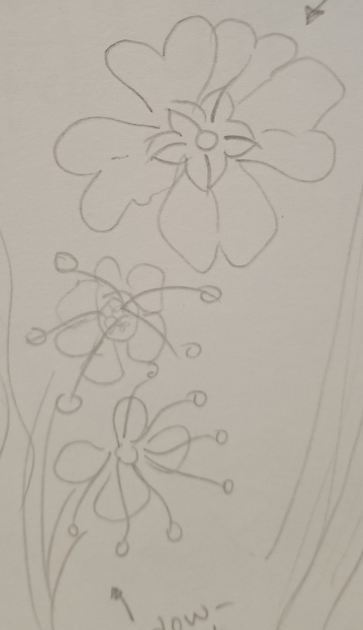 A pencil drawing of meadowsweet and primrose flowers