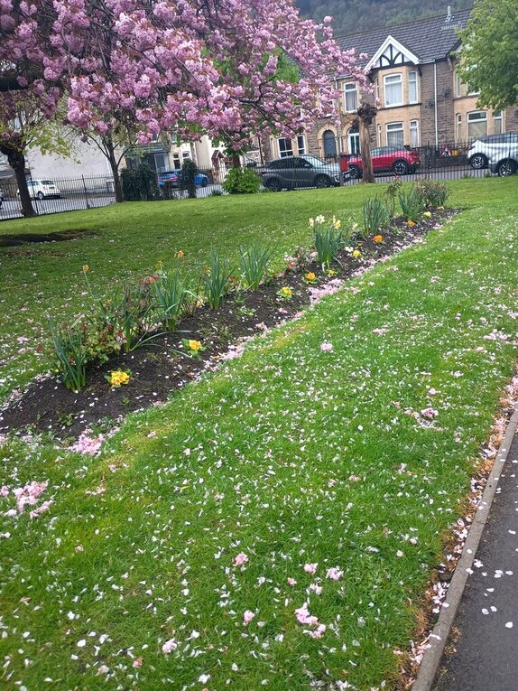 A small park on a sunny day, surround by black gates, there is a large cherry blossom tree with pink petals, the grass is adorned with these pink petals too