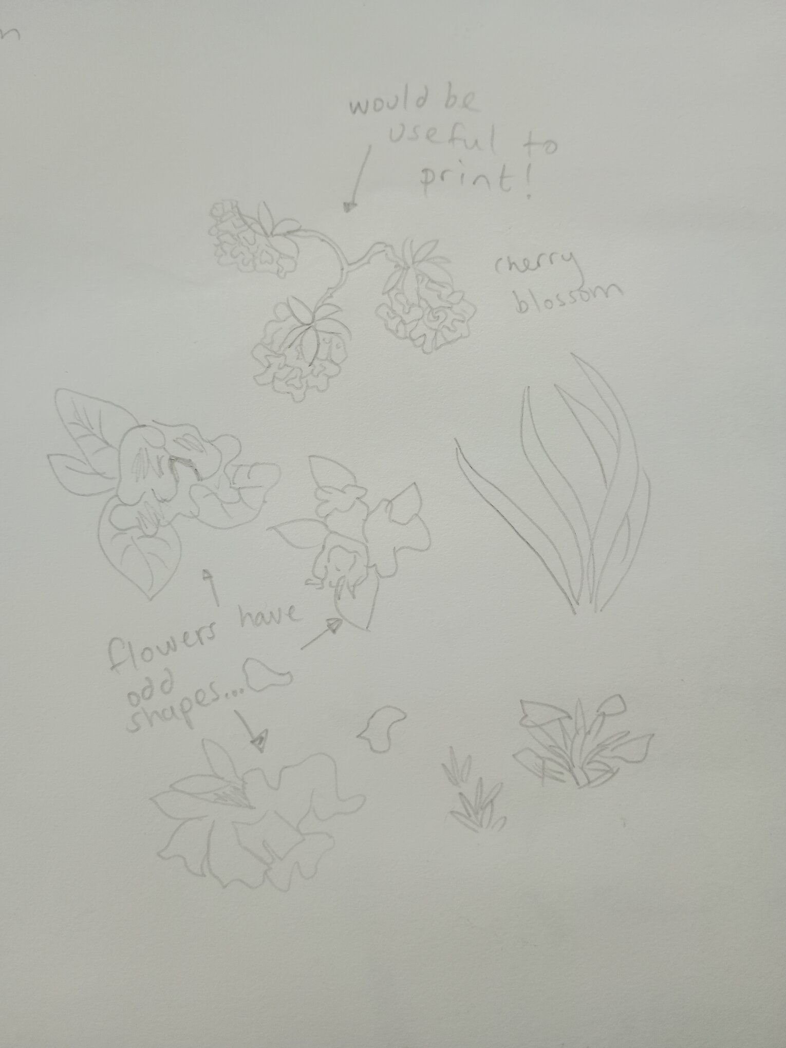 A sketch of more detailed blossom (three on a branch) along with blades of grass. Notes are 'flowers have odd shapes' and 'would be useful to print!'